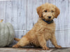 Goldendoodle (Standard) For Sale Shreve, OH Male- Jasper