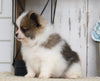 ACA Registered Pomeranian For Sale Millersburg, OH Male- Chief
