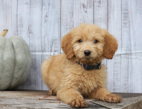 Goldendoodle (Standard) For Sale Shreve, OH Male- Jasper
