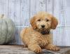 Goldendoodle (Standard) For Sale Shreve, OH Male- Jasper