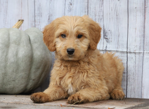 Goldendoodle (Standard) For Sale Shreve, OH Male- Theo