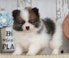 ACA Registered Pomeranian For Sale Millersburg, OH Male- Chief