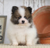 ACA Registered Pomeranian For Sale Millersburg, OH Male- Chief
