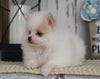 ACA Registered Pomeranian For Sale Millersburg, OH Female- Bella