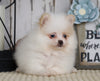 ACA Registered Pomeranian For Sale Millersburg, OH Female- Bella