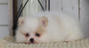 ACA Registered Pomeranian For Sale Millersburg, OH Female- Bella