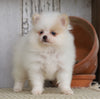 ACA Registered Pomeranian For Sale Millersburg, OH Female- Bella