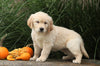 AKC Registered English Cream Golden Retriever For Sale Fredericksburg, OH Female- Mindy
