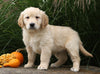 AKC Registered English Cream Golden Retriever For Sale Fredericksburg, OH Male- Jasper