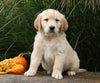 AKC Registered English Cream Golden Retriever For Sale Fredericksburg, OH Male- Jasper