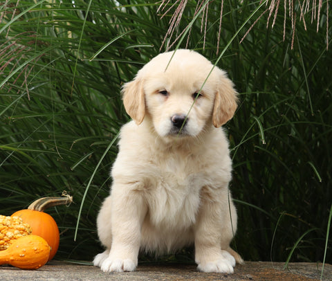 AKC Registered English Cream Golden Retriever For Sale Fredericksburg, OH Female- Betsy