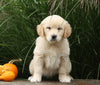 AKC Registered English Cream Golden Retriever For Sale Fredericksburg, OH Female- Betsy