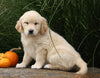 AKC Registered English Cream Golden Retriever For Sale Fredericksburg, OH Female- Betsy