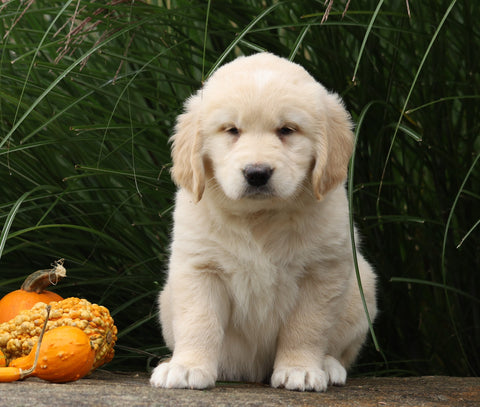 AKC Registered English Cream Golden Retriever For Sale Fredericksburg, OH Female- Gracie