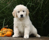 AKC Registered English Cream Golden Retriever For Sale Fredericksburg, OH Female- Winnie