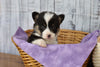 ACA Registered Pembroke Welsh Corgi For Sale Applecreek, OH Male- Randy