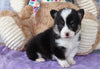 ACA Registered Pembroke Welsh Corgi For Sale Applecreek, OH Male- Randy