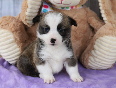 ACA Registered Pembroke Welsh Corgi For Sale Applecreek, OH Female- Penny