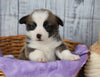 ACA Registered Pembroke Welsh Corgi For Sale Applecreek, OH Female- Penny