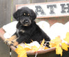 Medium Labradoodle For Sale Millersburg, OH Male- Romeo