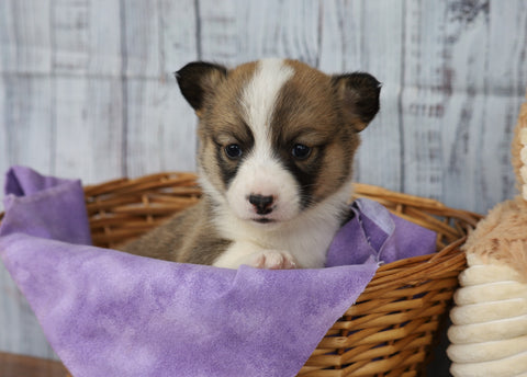 ACA Registered Pembroke Welsh Corgi For Sale Applecreek, OH Female- Candy