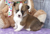 ACA Registered Pembroke Welsh Corgi For Sale Applecreek, OH Female- Candy
