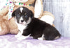 ACA Registered Pembroke Welsh Corgi For Sale Applecreek, OH Female- Marcella
