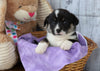 ACA Registered Pembroke Welsh Corgi For Sale Applecreek, OH Female- Marcella