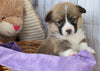 ACA Registered Pembroke Welsh Corgi For Sale Applecreek, OH Female- Lexi