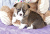 ACA Registered Pembroke Welsh Corgi For Sale Applecreek, OH Female- Lexi