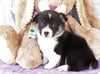 ACA Registered Pembroke Welsh Corgi For Sale Applecreek, OH Female- Abby