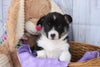 ACA Registered Pembroke Welsh Corgi For Sale Applecreek, OH Female- Abby