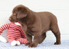 AKC Registered Chocolate Labrador Retriever For Sale Baltic, OH Female- Chloe
