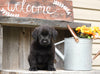 Medium Labradoodle For Sale Millersburg, OH Male- Ranger