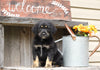 Medium Labradoodle For Sale Millersburg, OH Male- Romeo