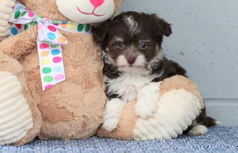 AKC Registered Havanese For Sale Baltic, OH Female- Isabelle
