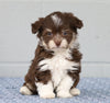 AKC Registered Havanese For Sale Baltic, OH Female- Isabelle