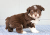 AKC Registered Havanese For Sale Baltic, OH Female- Isabelle