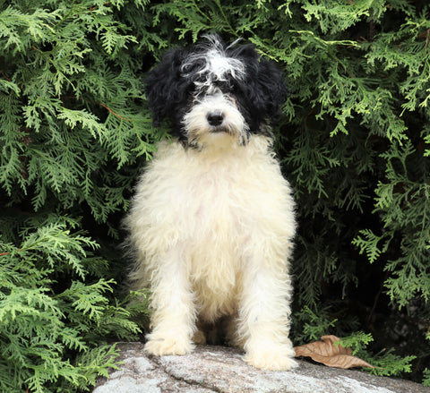 Mini Porti-Doodle For Sale Fredericksburg, OH Female- Lucy