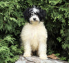 Mini Porti-Doodle For Sale Fredericksburg, OH Female- Lucy