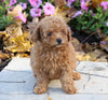 AKC Registered Toy Poodle For Sale Millersburg, OH Female- Myla