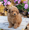 AKC Registered Toy Poodle For Sale Millersburg, OH Female- Myla