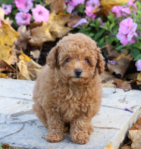 AKC Registered Toy Poodle For Sale Millersburg, OH Female- Myla