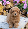 AKC Registered Toy Poodle For Sale Millersburg, OH Female- Myla