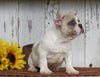 AKC Registered French Bulldog For Sale Millersburg, OH Male- King