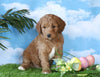 Medium F1BB Goldendoodle For Sale Millersburg, OH Male- Jake