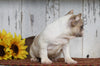 AKC Registered French Bulldog For Sale Millersburg, OH Male- King
