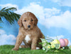 Medium F1BB Goldendoodle For Sale Millersburg, OH Male- Jake