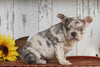 AKC Registered French Bulldog For Sale Millersburg, OH Female- Queenie