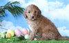 Medium F1BB Goldendoodle For Sale Millersburg, OH Male- Jake